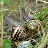Piège à limaces et escargots