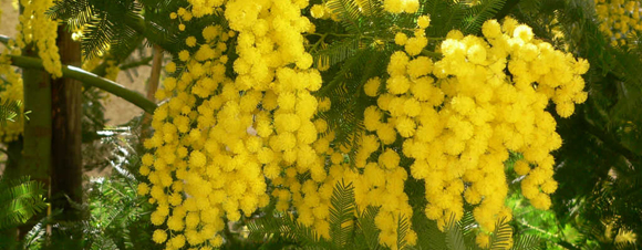 quand planter un mimosa