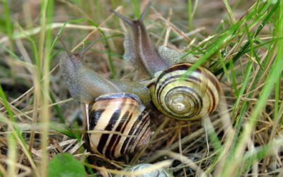 Comment lutter contre limaces et escargots