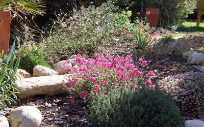 Profitez de l’entretien du jardin pour semer et planter vos fines herbes