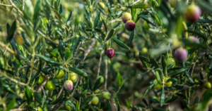 Cette image met en valeur la récolte d'olives idéale