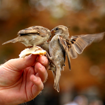 mangeoire pour oiseaux